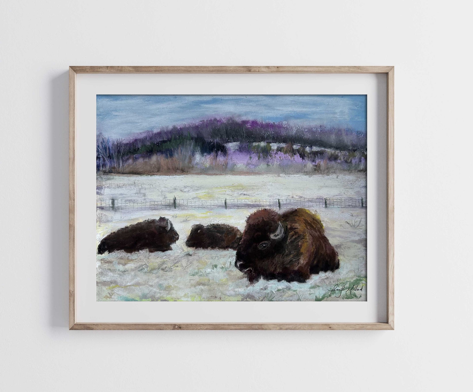 Bison resting in the snow in this giclee print in a wood frame with a white mat.