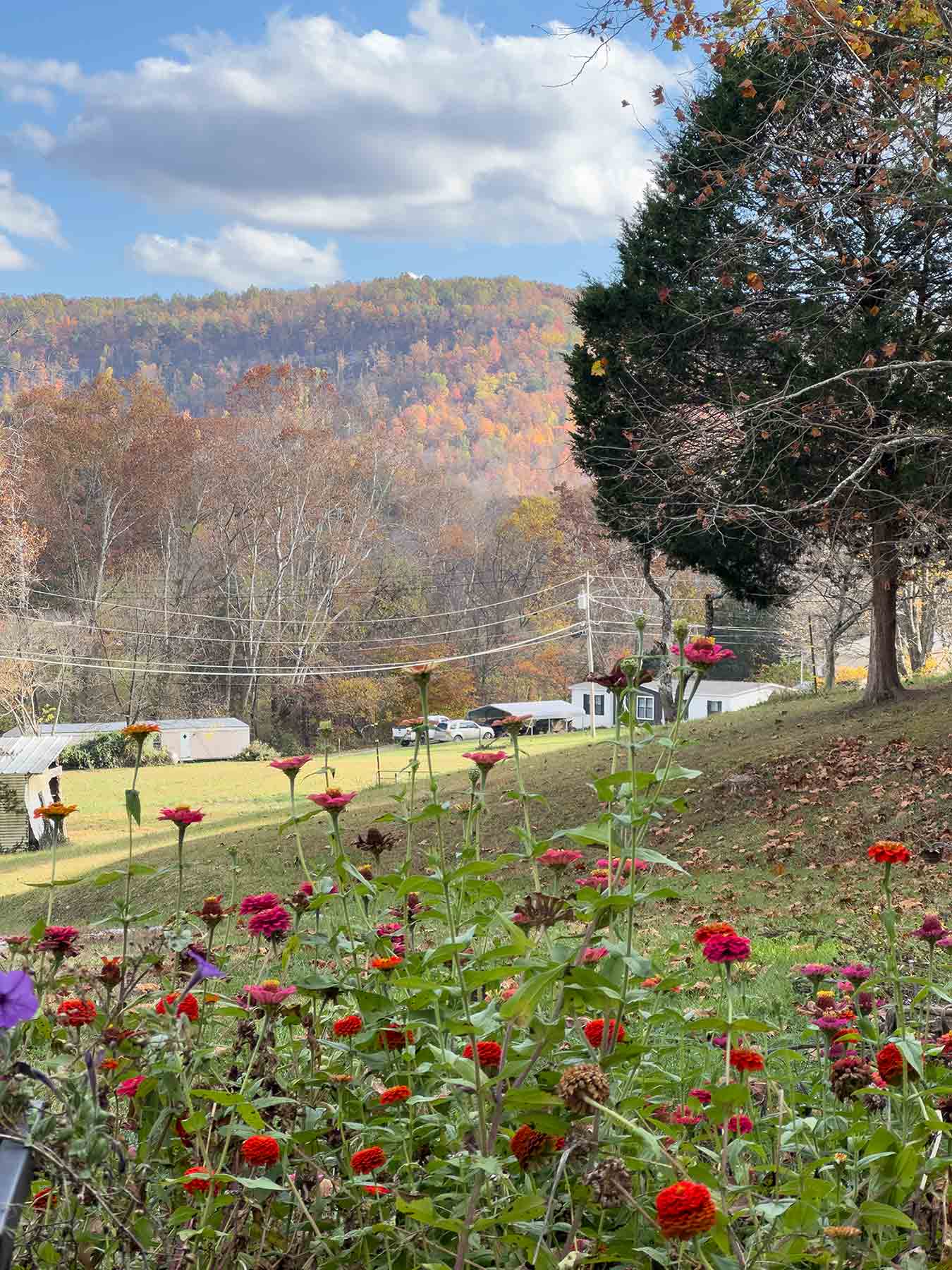 This is a reference photo of the fall flowers and a colorful hills in Kentucky.