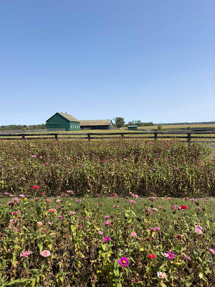 A photo of the view of the barns and flowers at Arcadia Farm in Kentucky.