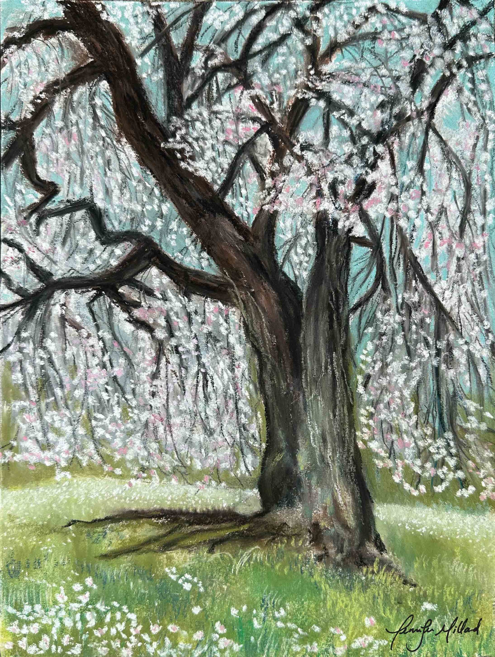 A soft pastel painted en plein air, can now be purchased as a giclee print. This weeping cherry tree is full of white and pink flowers in a green field.