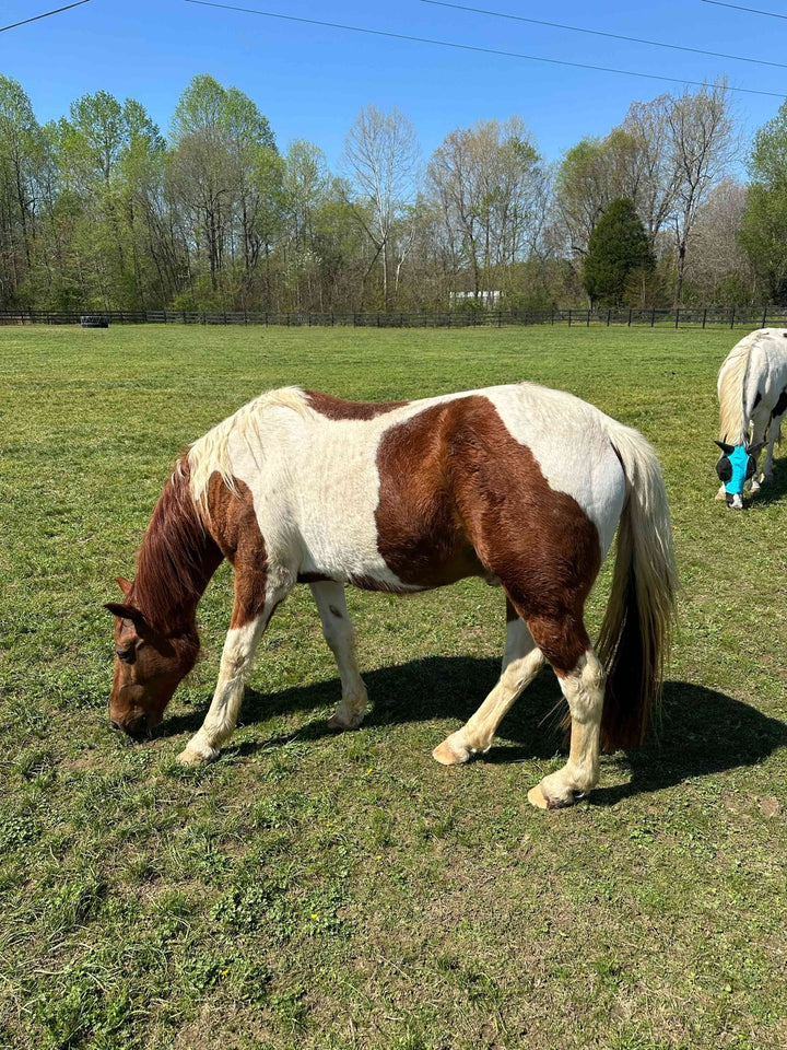 A photo of the horse I painted in western Kentucky.