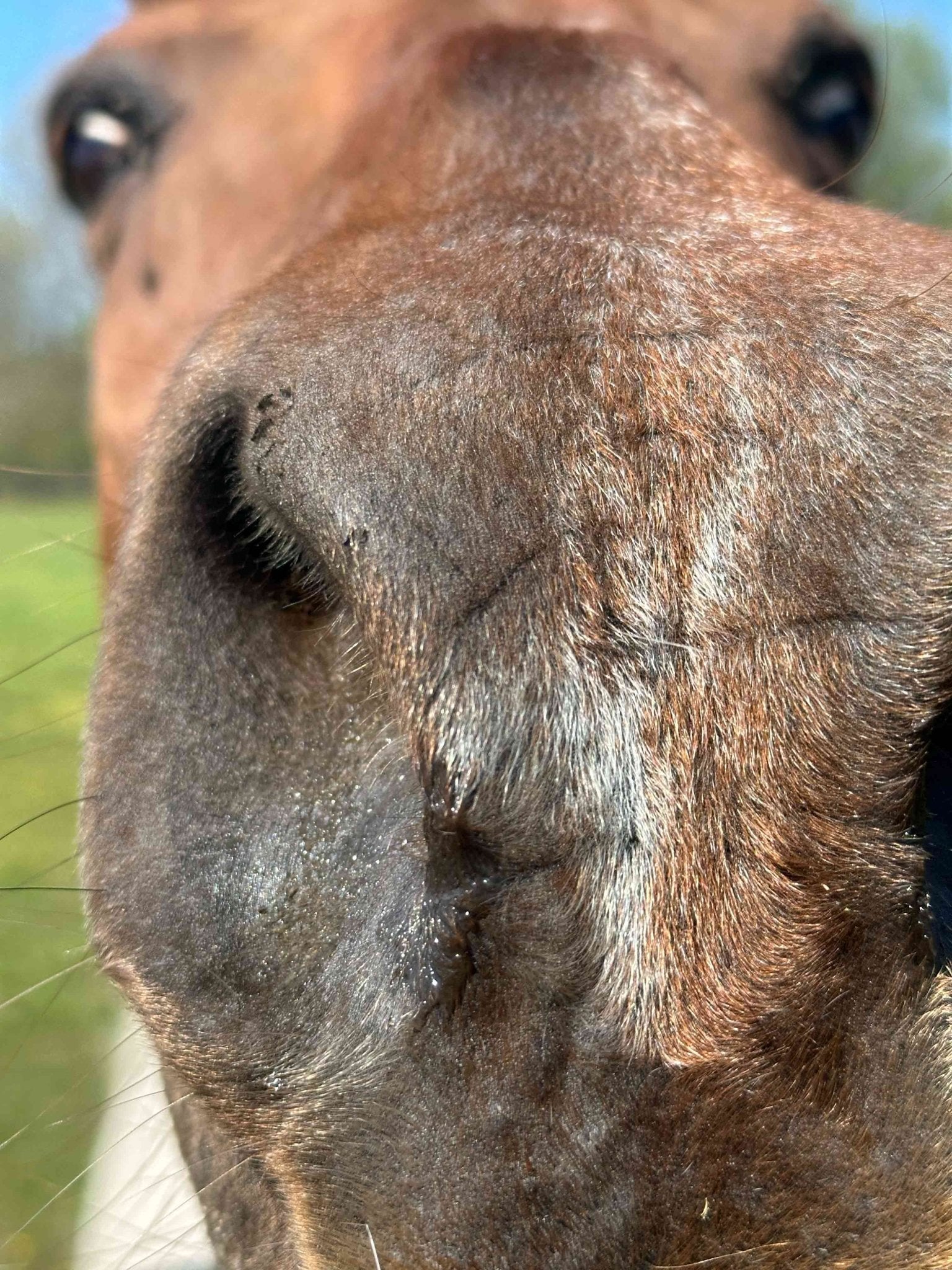 Up-close of horse nose in a photo.