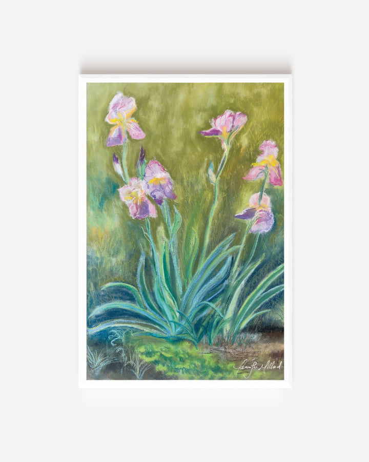 Irises Fine Art Print - Jennifer Millard Art