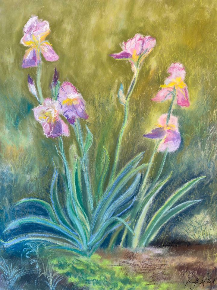 Irises Fine Art Print - Jennifer Millard Art