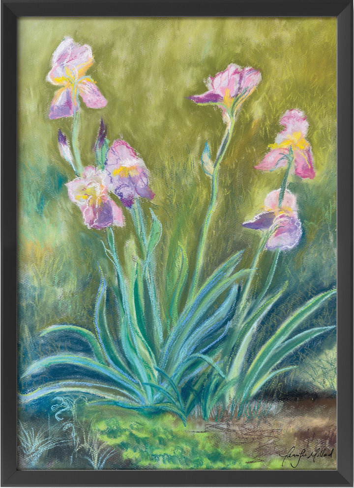 Irises Fine Art Print - Jennifer Millard Art